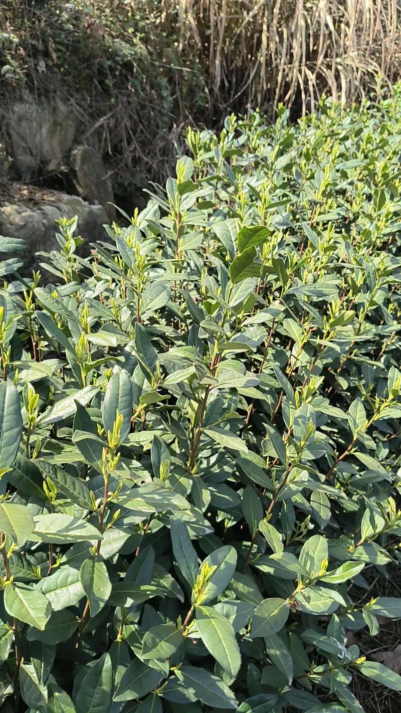 新茶上市,须要茶叶的可以和我联系!爱喝茶的关注我 !大山里的