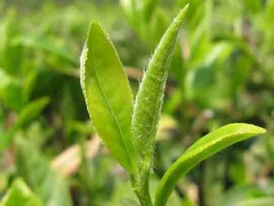 茂连说茶茶叶茸毛知识解析